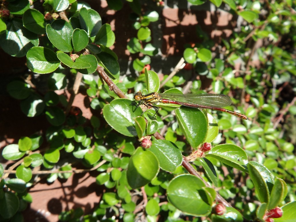 welke juffer of libelle is dit